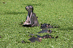 hippos