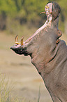 hippo