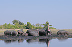hippos