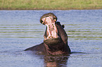 hippo
