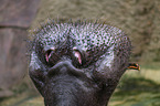hippo