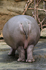 hippo