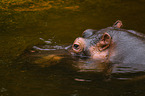 hippo
