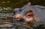 hippo