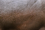 hippo