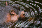 hippo