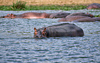 hippos