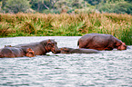 hippos