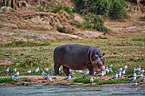 hippo