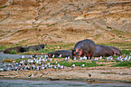 hippos