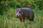 hippo