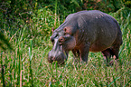 hippo