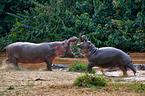 hippos