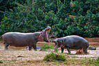 hippos