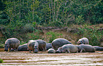hippos