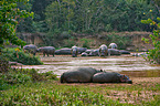 hippos