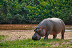 hippo
