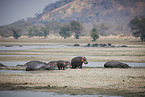 hippos