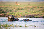 River Horses in botswana