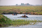 River Horses in botswana