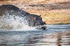 River Horse in botswana