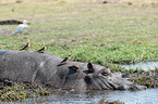 River Horse in botswana