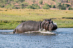 River Horse in botswana