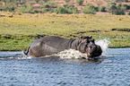 River Horse in botswana