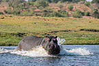 River Horse in botswana