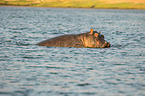 River Horse in botswana