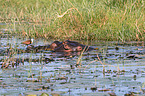 River Horses in botswana