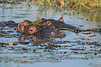 River Horses in botswana