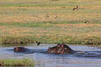River Horses in botswana