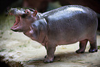 baby hippo