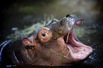 baby hippo