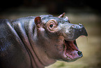 baby hippo