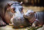Hippo mother with baby