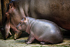 Hippo mother with baby