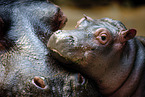 Hippo mother with baby