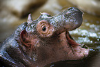 baby hippo