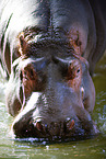 hippo