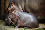Hippo mother with baby