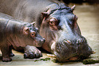 Hippo mother with baby