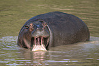 River Horse