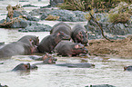 River Horses