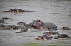 River Horses