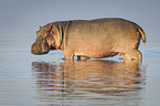River Horse