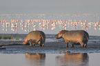 River Horse with Pelicans