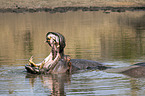 River Horse