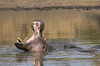 River Horse